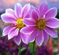 Image result for Very Pretty Flowers
