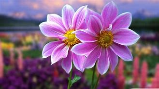 Image result for Real Cute Flowers