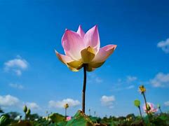 Image result for Lotus Flower Garden Wallpaper