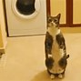 Image result for Cats Fighting On 2 Legs