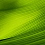 Image result for Plant Leaf Texture