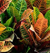 Image result for Coloured Leaf Plants