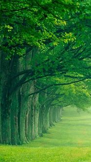 Image result for Vertical Nature Wallpapers