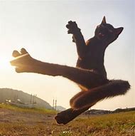 Image result for Kung Fu Black Cat