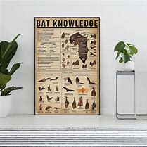 Image result for Bat Knowledge Poster