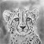 Image result for Cheetah Print Drawing