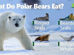 Image result for Polar Bear Food