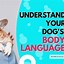 Image result for Basic Dog Body Language
