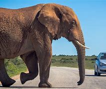 Image result for Worlds Biggest Animal