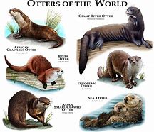 Image result for Otter Hybrid