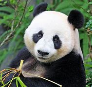Image result for Panda Bear Face Straight On Black and White Photo