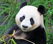 Image result for Bitmap Black and White Panda Bear