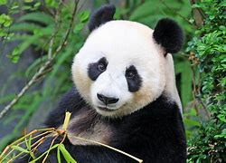 Image result for Large Panda Bear