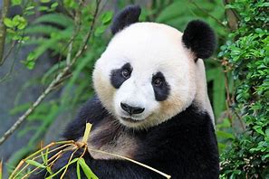 Image result for Panda Bear White Background