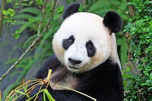 Image result for Animal Tf Giant Panda