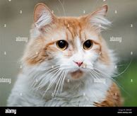 Image result for Orange and White Long Hair Cat