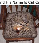 Image result for John Cena Cat Meme Mug