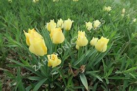 Image result for Tulipa Bright Gem