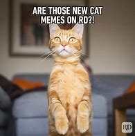 Image result for No Cat Meme