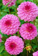 Image result for Dahlia Lennys Dream