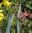 Image result for Narcissus pseudonarcissus subsp. obvallaris