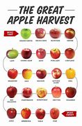 Image result for Apple's to Apple's Versions