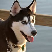 Image result for Alaskan Husky Dog Breed