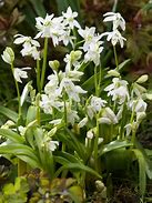 Image result for Scilla siberica Alba