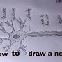 Image result for Sack and Cell Drawing