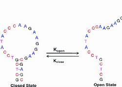 Image result for DNA Hairpin Structure