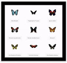 Image result for Butterfly Species Identification