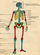 Image result for Smallest Bone in Human Body