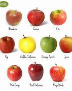 Image result for 10 Apple Fruits Image