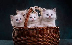 Image result for Kittens in a Basket