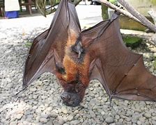 Image result for Fruit Bat Bali