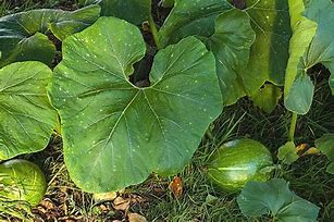 Image result for Squash Plant Leaves