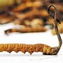 Image result for cordyceps_sinensis