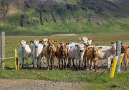 Image result for Iceland Cattle
