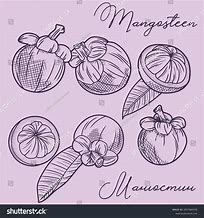 Image result for Leaves of a Mangosteen Drawing
