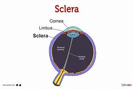 Image result for Sclera Diagram