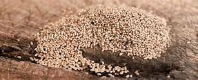 Image result for White Termite Droppings