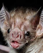 Image result for Vampire Bat Animal