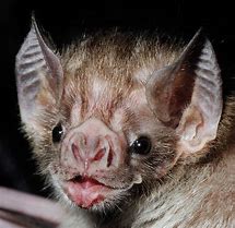 Image result for Vampire Bat with Glasses
