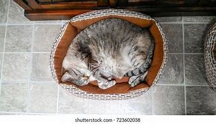 Image result for Fat Cat Bed