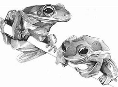 Image result for Frog Pencil Sketches