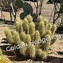 Image result for Golden Hedgehog Cactus