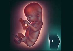Image result for Unborn Baby