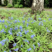 Image result for Buglossoides purpurocaerulea