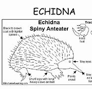 Image result for Echidna Diagram