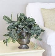 Image result for Angel Plants Indoors